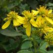 Yellow flowers 