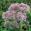Pink cluster 