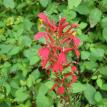 Red stalk 