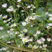 White w yellow center 