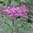 Purple Cluster