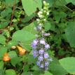 Purple stalk 