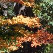 Blue Ridge Parkway Leaves Changing mid-September