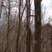 Lot 6 view thru trees