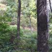 Lot 7 in the summertime