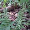 Lot 7 ferns 