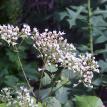 Lot 7 white flowers