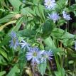 Lot 7 purple flowers