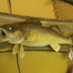 Wisconsin Freshwater Walleye Pike  